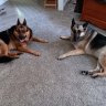 GSDs Rule